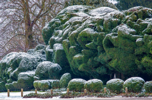 Although parts of it date back about 200 years, the Cloud Hedge at Audley End, Essex, only took its present form by accident, thanks to the Second World War and its concurrent lack of manpower. Before then it was merely a plain hedge of yew, but years of wartime neglect and snow damage altered its shape out of all recognition